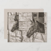 古い安定した馬葉書 ポストカード (正面/裏面)