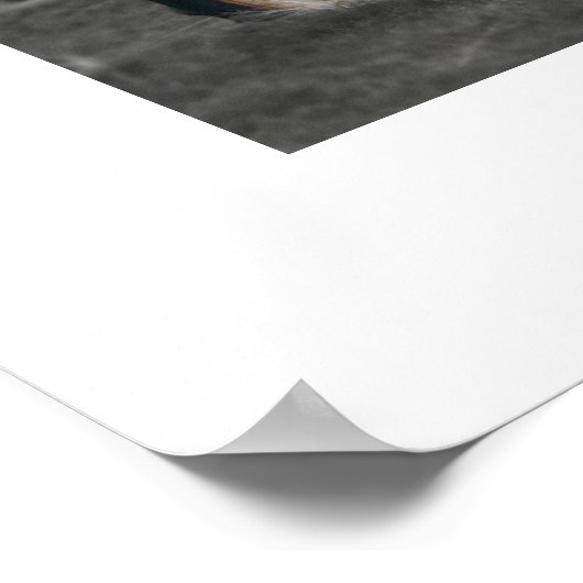 古い忠実 ポスター (角)