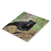 古い成長のログに黒いクマ タイル (側面)