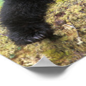 古い成長のログに黒いクマ ポスター (角)