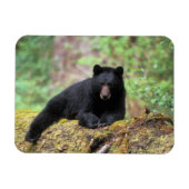 古い成長のログに黒いクマ マグネット (横)