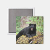 古い成長のログに黒いクマ マグネット (正面/裏面)