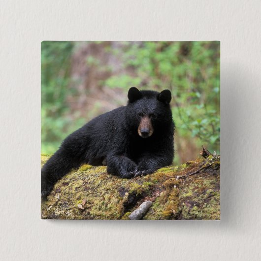 古い成長のログに黒いクマ 缶バッジ (正面)