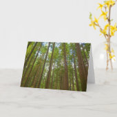古い成長の森を見上げる カード (黄色い花)