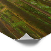 古い成長の森を見上げる ポスター (角)