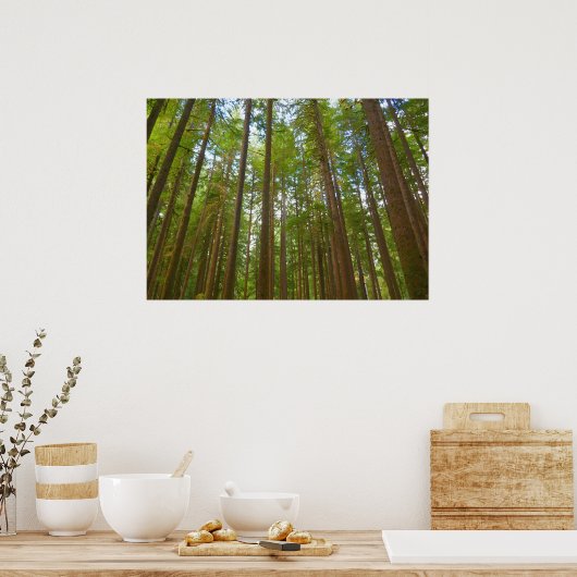 古い成長の森を見上げる ポスター (キッチン)