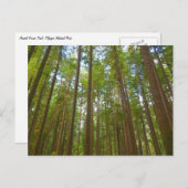 古い成長の森を見上げる ポストカード (正面/裏面)