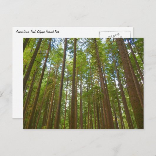 古い成長の森を見上げる ポストカード (正面/裏面)