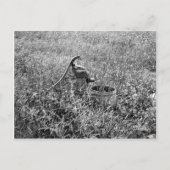 古い日のポンプ ポストカード (正面)