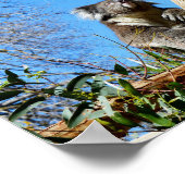 古い木にコアラ・ベアー。 ポスター (角)