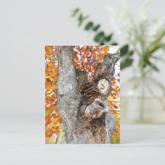 古い木 ポストカード (スタンド正面)