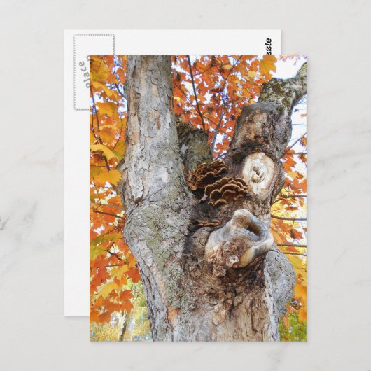 古い木 ポストカード (正面/裏面)