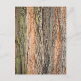 古い木 ポストカード