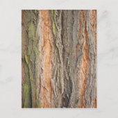 古い木 ポストカード (正面)
