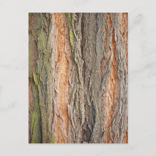 古い木 ポストカード (正面)