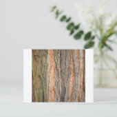 古い木 ポストカード (スタンド正面)