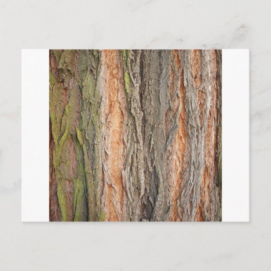 古い木 ポストカード (正面)