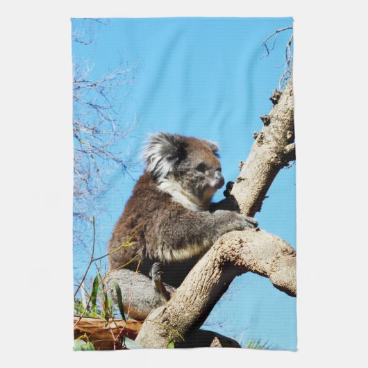 古い松の木にオーストラリア産のコアラクマがいる。 キッチンタオル (縦)