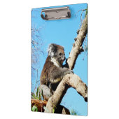 古い松の木にオーストラリア産のコアラクマがいる。 クリップボード (左)