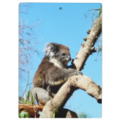 古い松の木にオーストラリア産のコアラクマがいる。 クリップボード (裏面)