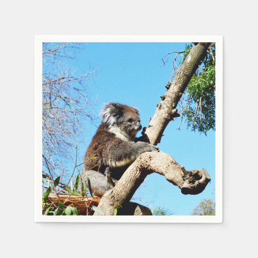 古い松の木にオーストラリア産のコアラクマがいる。 スタンダードカクテルナプキン (正面)