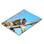 古い松の木にオーストラリア産のコアラクマがいる。 ノートブック (左側)