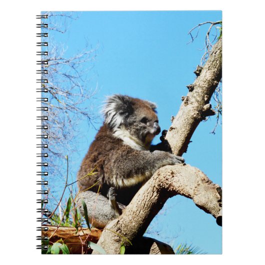 古い松の木にオーストラリア産のコアラクマがいる。 ノートブック (正面)