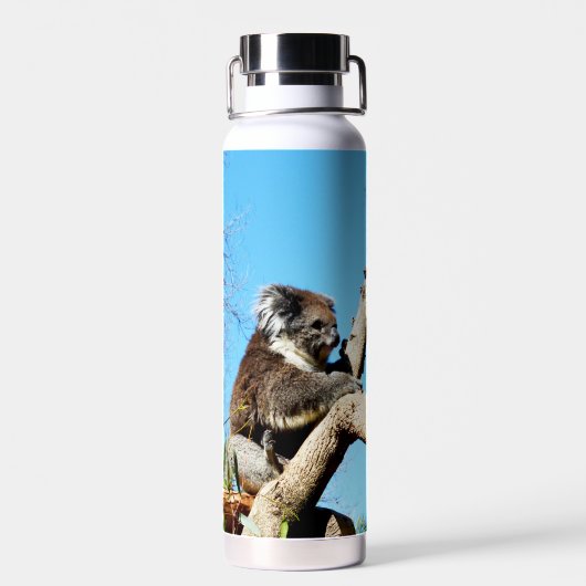 古い松の木にコアラ・ベアー。 ウォーターボトル (背面)