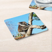 古い松の木にコアラ・ベアー。 スクエアペーパーコースター (アングル)