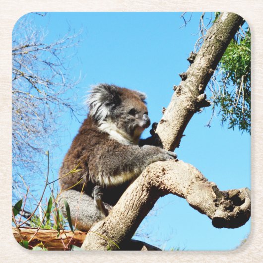 古い松の木にコアラ・ベアー。 スクエアペーパーコースター (正面)