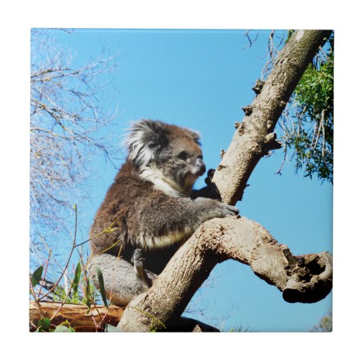 古い松の木にコアラ・ベアー。 タイル (正面)