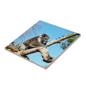 古い松の木にコアラ・ベアー。 タイル (側面)