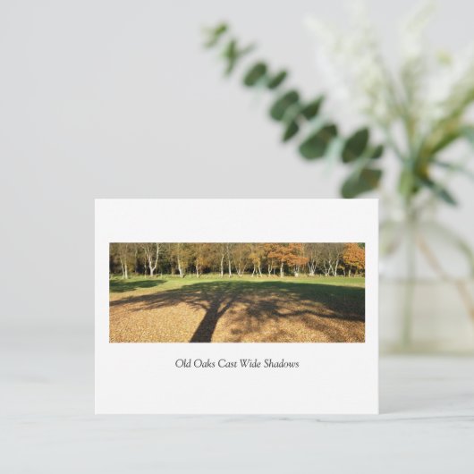 古い樺の木が広い影を落とす ポストカード (スタンド正面)