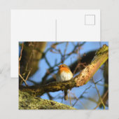 古い樺の木のロビン ポストカード (正面/裏面)