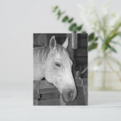 古い灰色の馬 ポストカード (スタンド正面)