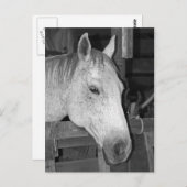古い灰色の馬 ポストカード (正面/裏面)
