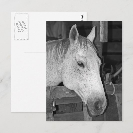 古い灰色の馬 ポストカード (正面/裏面)