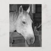 古い灰色の馬 ポストカード (正面)