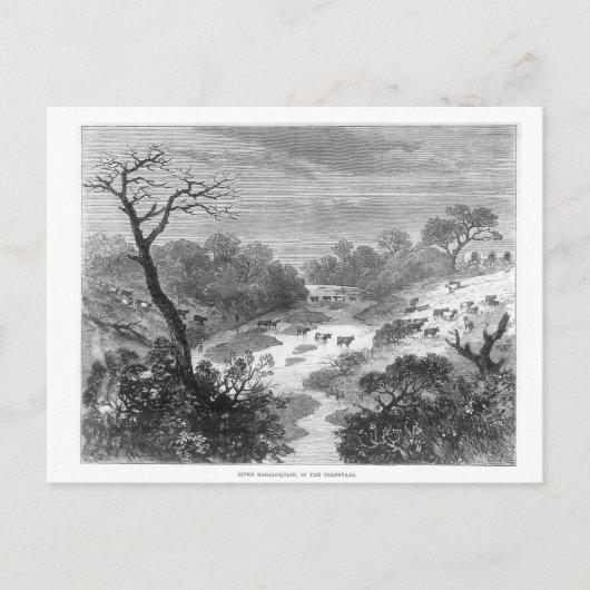 古い版木、銅版、版画 – 牛の風景 ポストカード (正面)