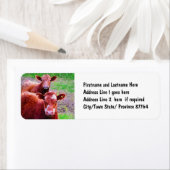 古い牛のカップル ラベル (インサイチュ)