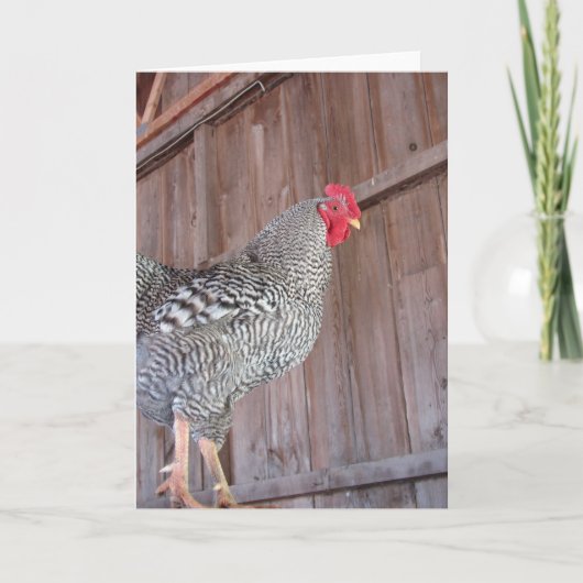 古い納屋に囲まれた雄鶏 カード (正面)