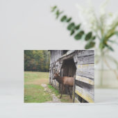 古い納屋、ビロードの(雄ジカの)枝角を搭載するオオシカ ポストカード (スタンド正面)