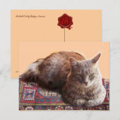 古い絨毯に座るトルコの猫 ポストカード (正面/裏面)