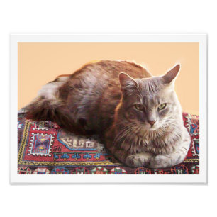 古い絨毯の上のトルコ猫 フォトプリント