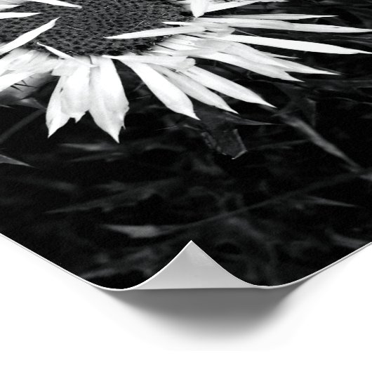 古い花 ポスター (角)