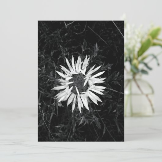 古い花 招待状 (スタンド正面)