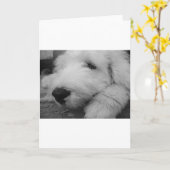 古い英国の牧羊犬 カード (黄色い花)