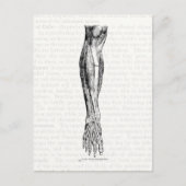 古い解剖学スケッチの筋肉の脚の黒 ポストカード (正面)