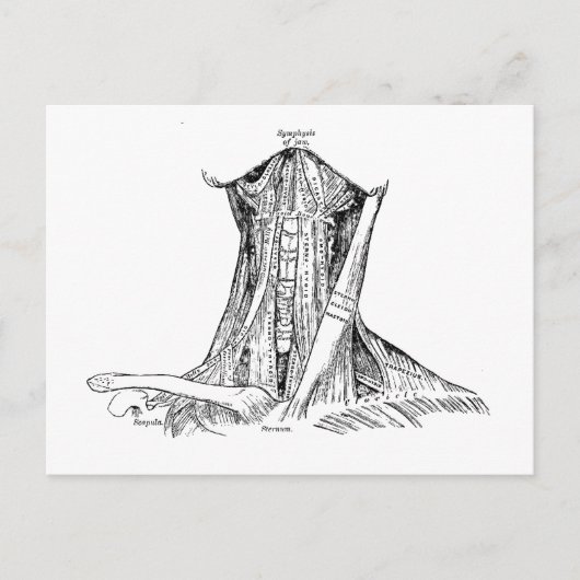 古い解剖学的イラストレーションの首の筋肉 ポストカード (正面)