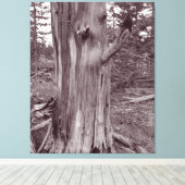古い風化松の木の幹 キャンバスプリント (インサイチュ (ウッドフロア))